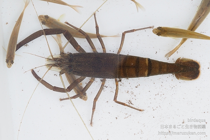 ヒラテテナガエビ