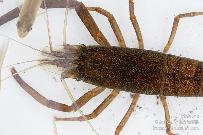 ヒラテテナガエビ