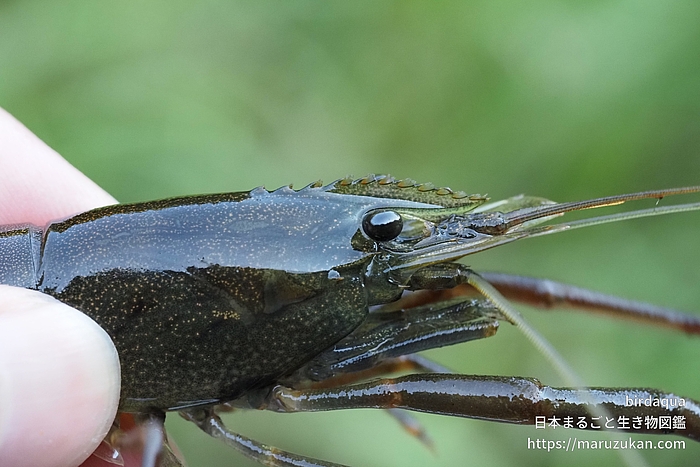 ヒラテテナガエビ