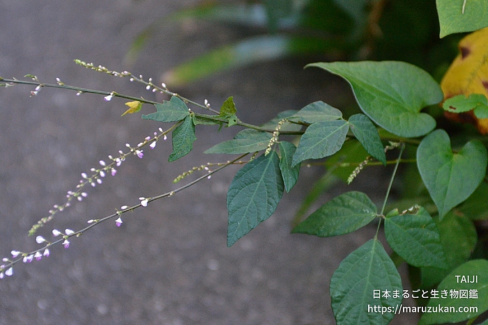 ヌスビトハギ