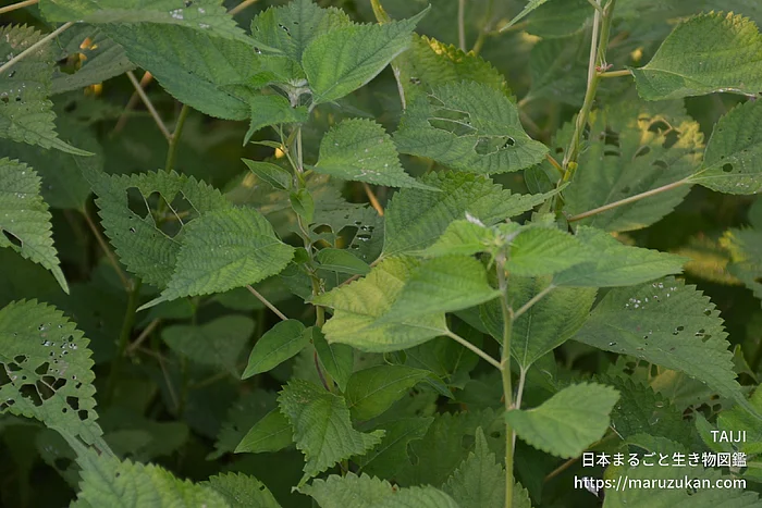カラムシ（花・実以外）の写真