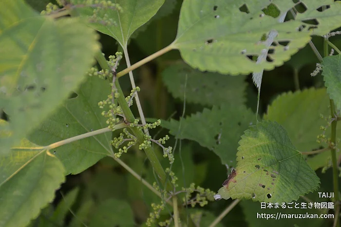 カラムシ（花・実以外）の写真