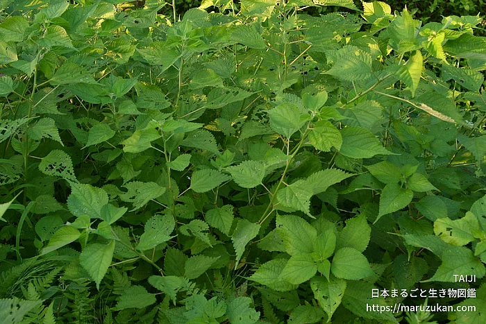 カラムシ（花・実以外）の写真