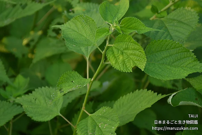 カラムシ（花・実以外）の写真