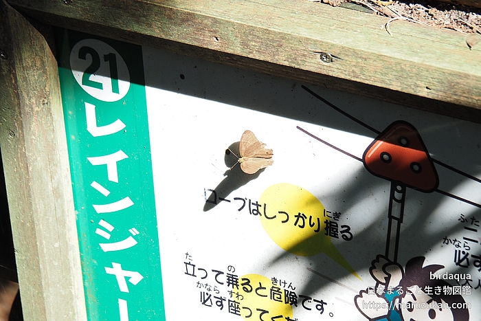 ヒカゲチョウ
