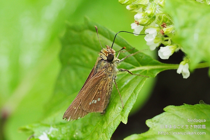 イチモンジセセリ