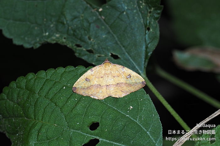 ウラベニエダシャク