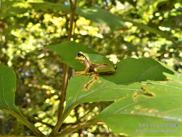 ニホンアマガエル