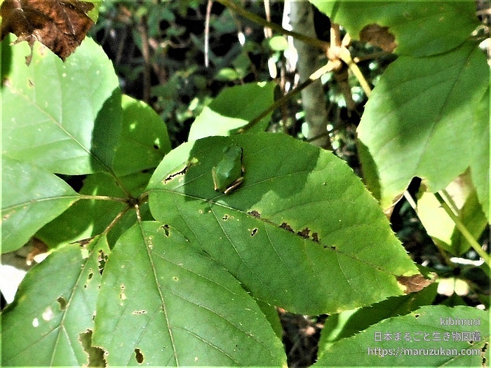 ニホンアマガエル
