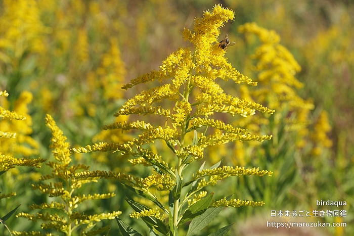 セイタカアワダチソウ