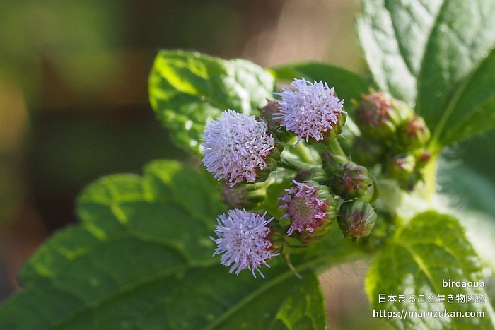 カッコウアザミ