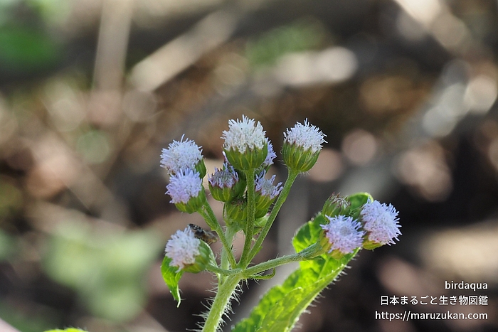 カッコウアザミ