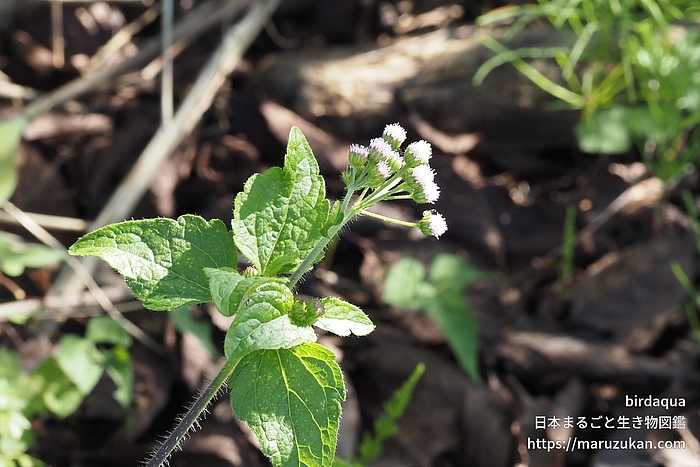 カッコウアザミ