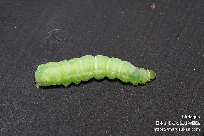 イラクサギンウワバ