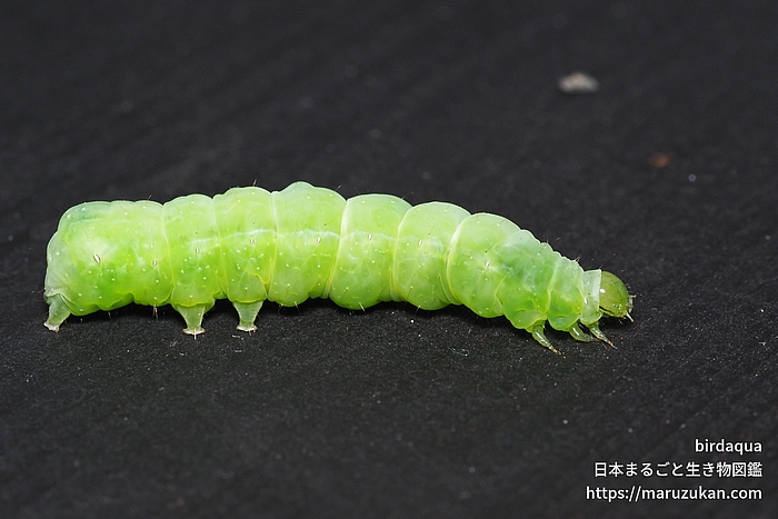 イラクサギンウワバ