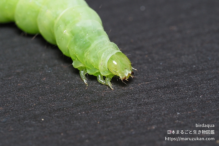 イラクサギンウワバ