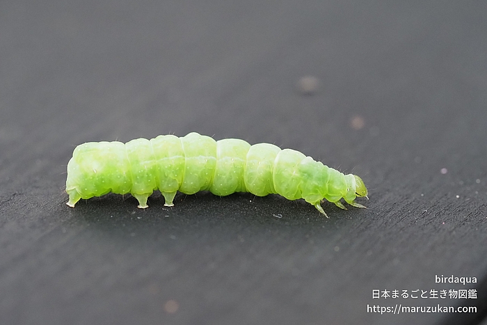 イラクサギンウワバ