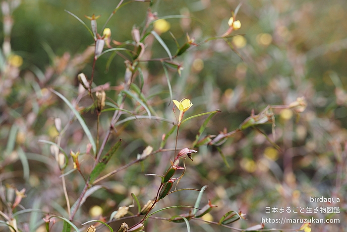 ヒレタゴボウ