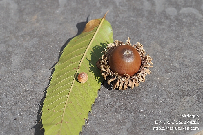 クヌギハケタマバチ