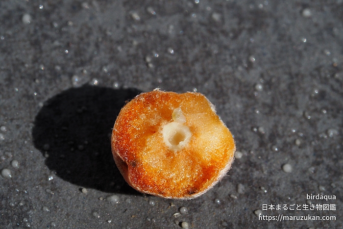 クヌギハケタマバチ