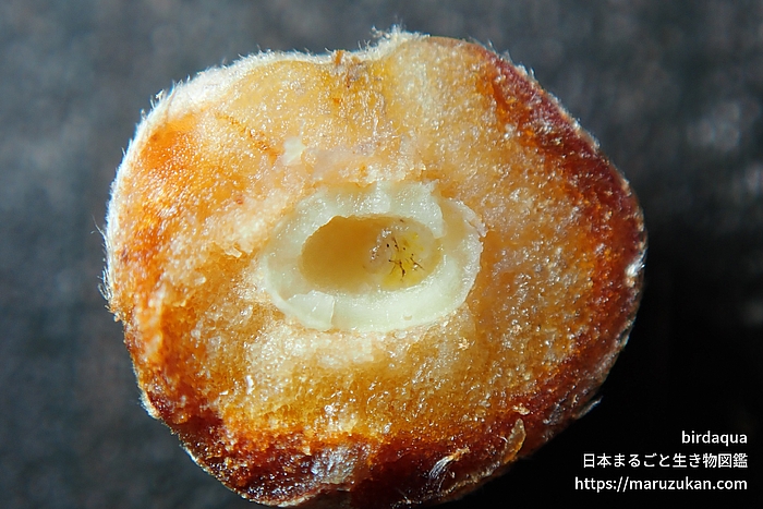 クヌギハケタマバチ