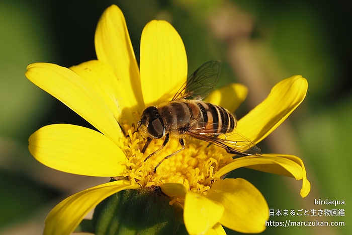 シマハナアブ