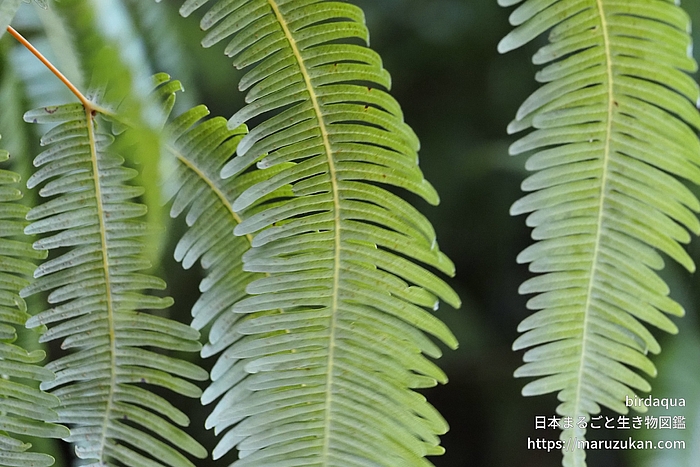 コシダ