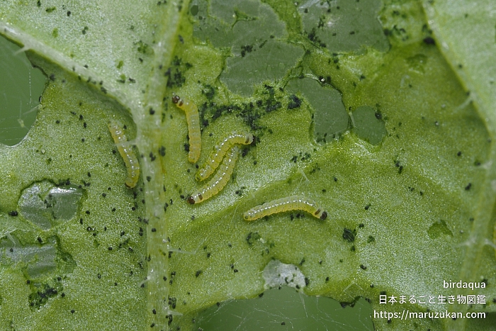 ヨトウガ