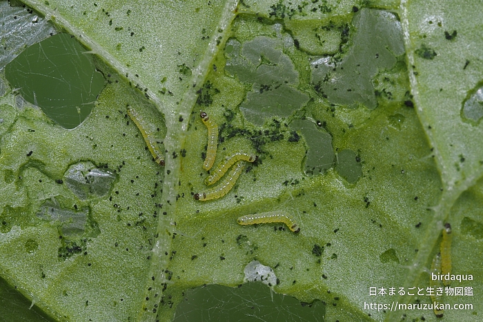 ヨトウガ