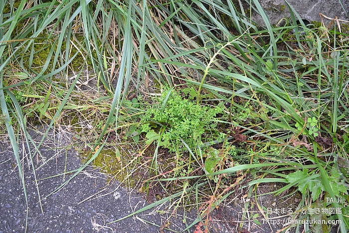 ヨツバムグラの写真