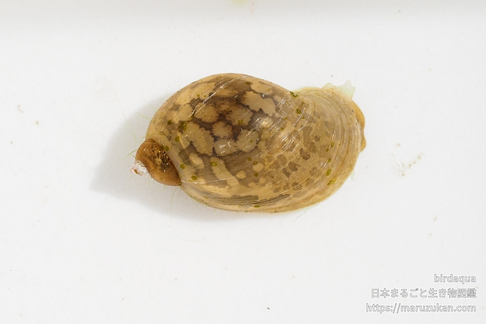モノアラガイ科の一種