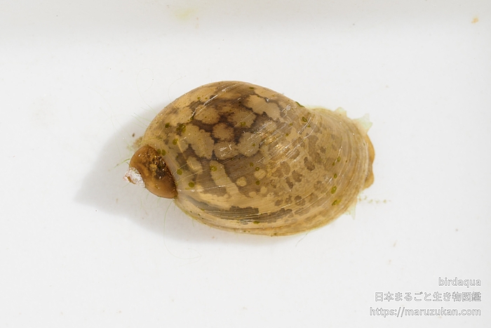 モノアラガイ科の一種