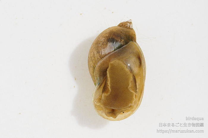 モノアラガイ科の一種