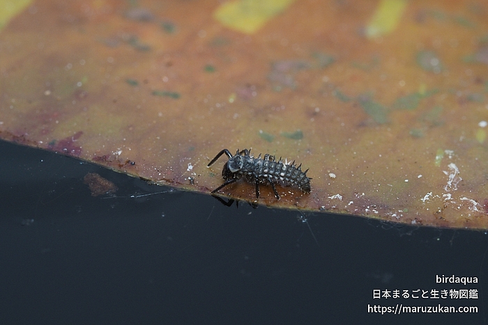 ダンダラテントウ