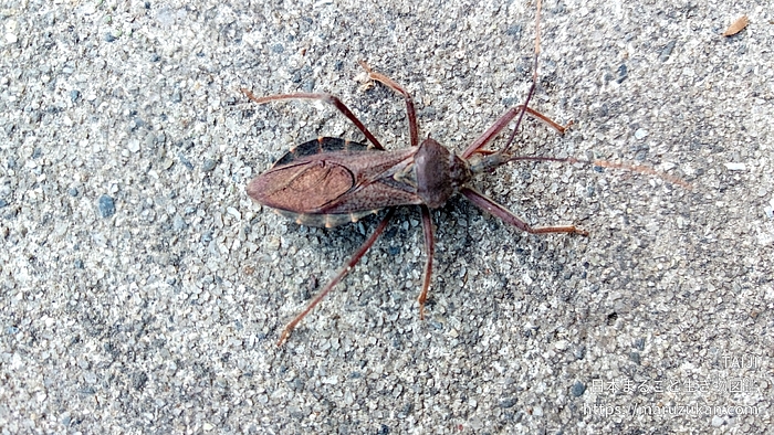 オオトビサシガメ