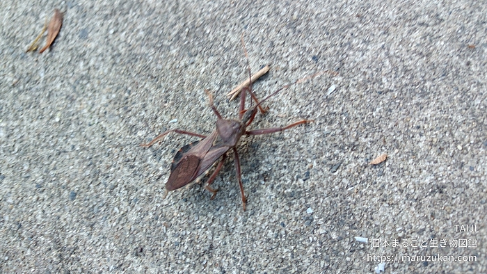 オオトビサシガメ