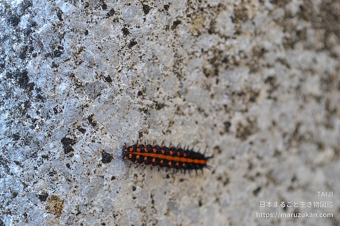 ツマグロヒョウモン