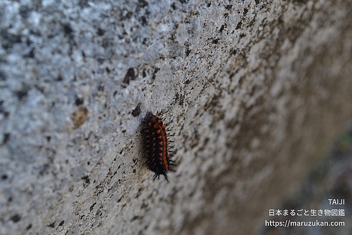 ツマグロヒョウモン