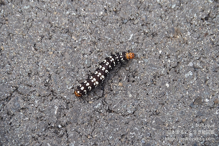 ハマオモトヨトウ