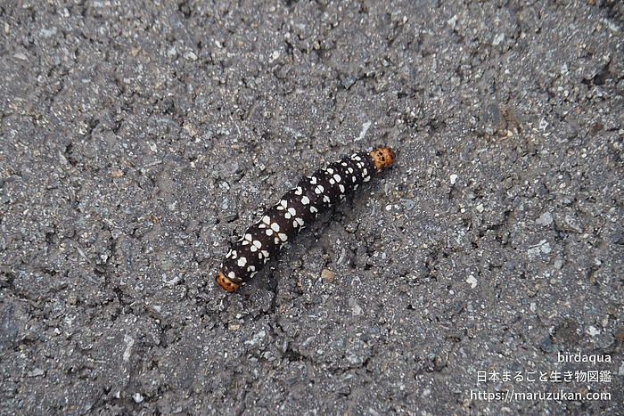 ハマオモトヨトウ