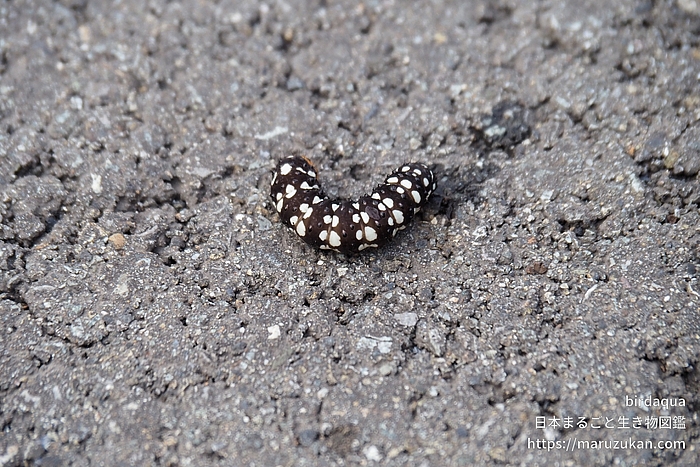 ハマオモトヨトウ