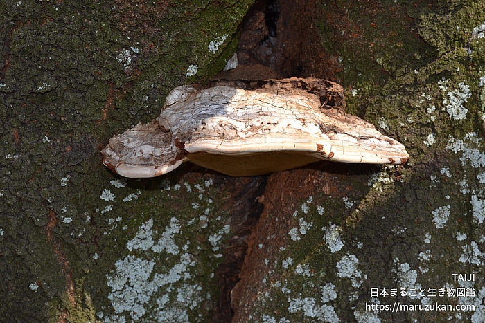 コフキサルノコシカケ