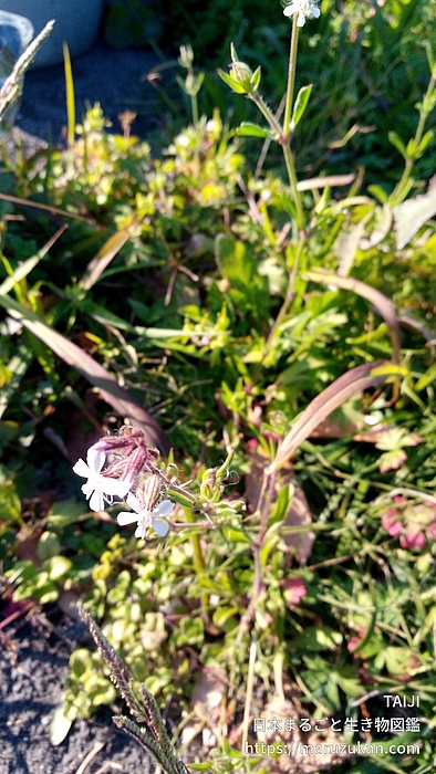 シロバナマンテマ