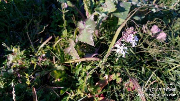シロバナマンテマ