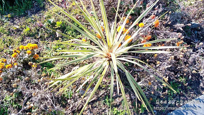 イトラン属（花）の写真
