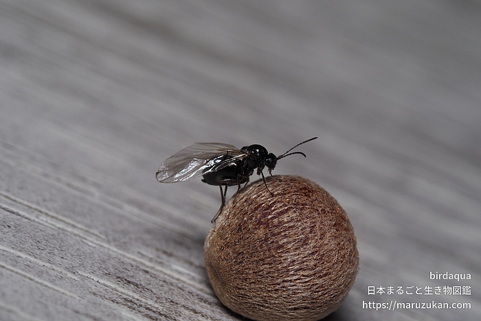 クヌギハケタマバチ