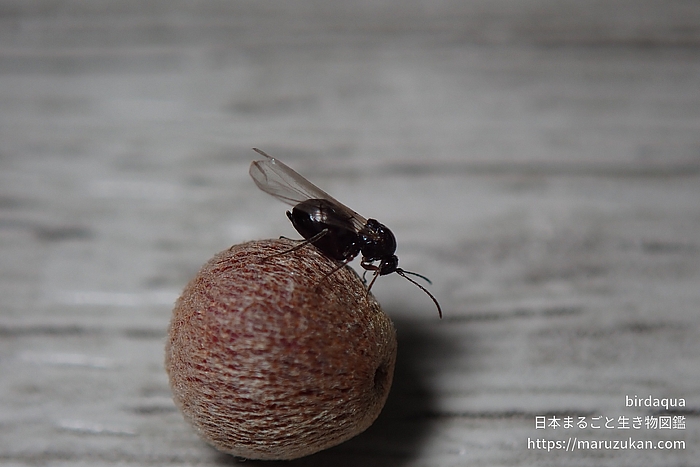 クヌギハケタマバチ