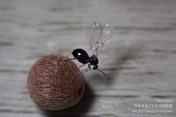 クヌギハケタマバチ