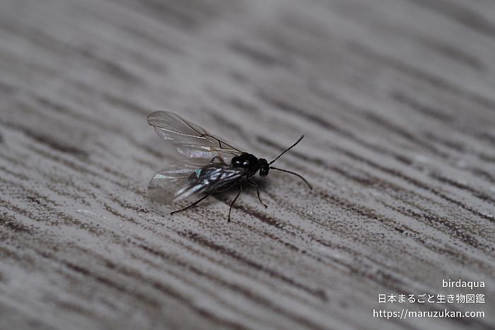 クヌギハケタマバチ