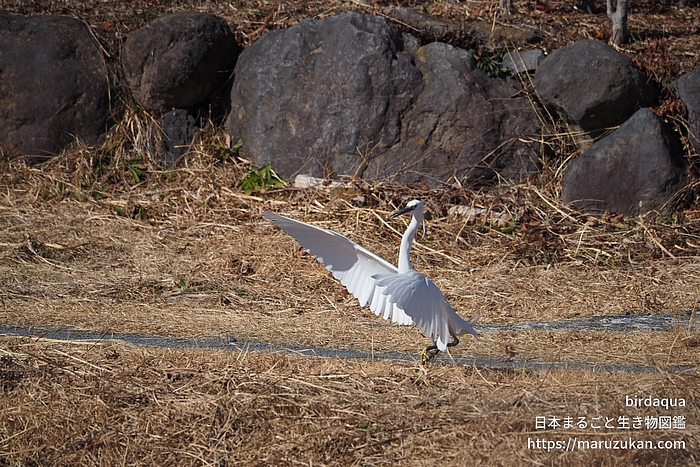 コサギ